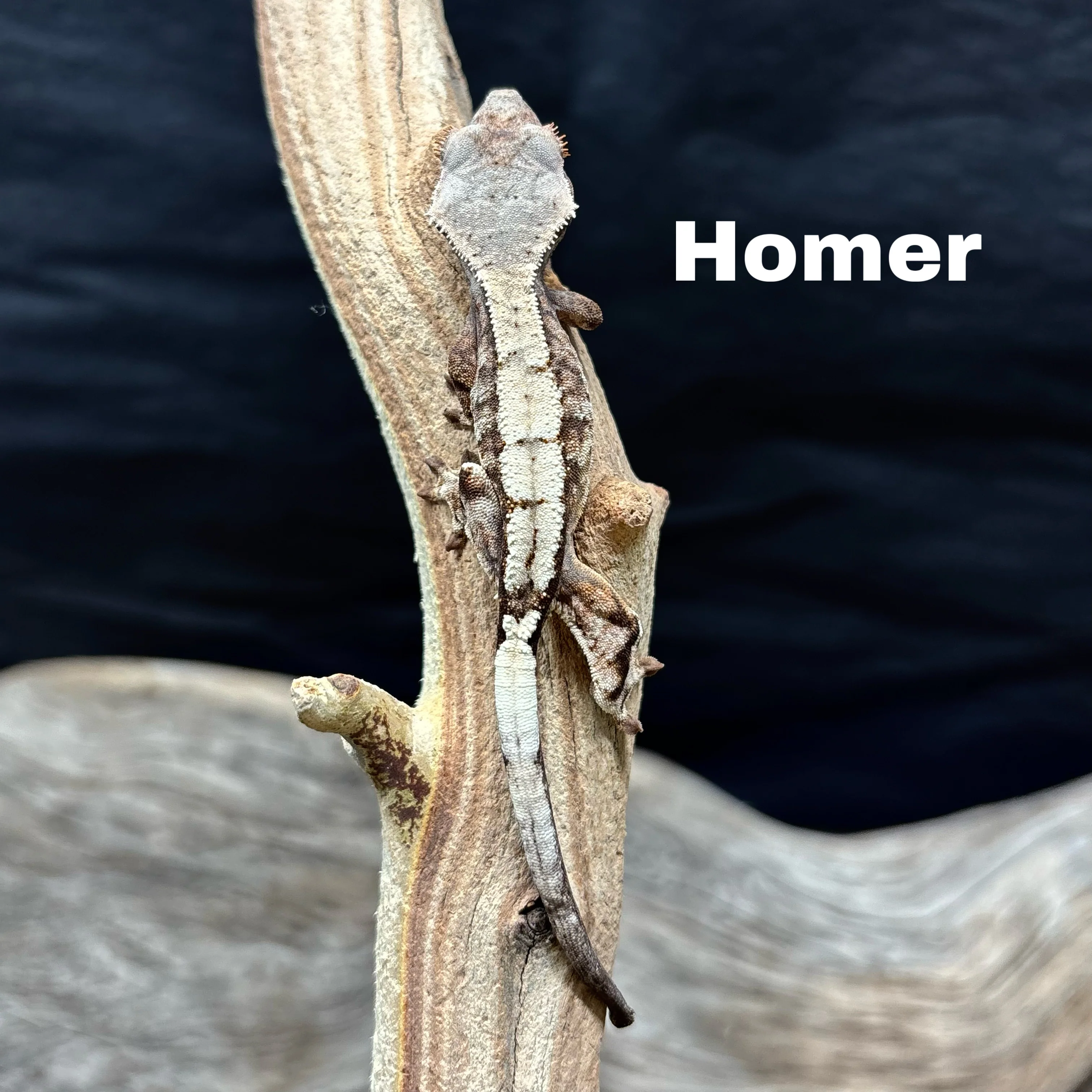 New Caledonian Geckos