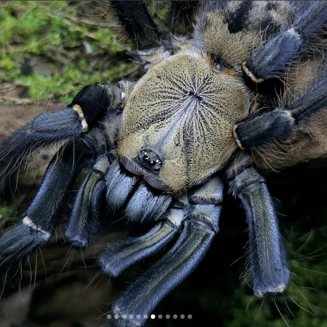 What's New? Tarantulas