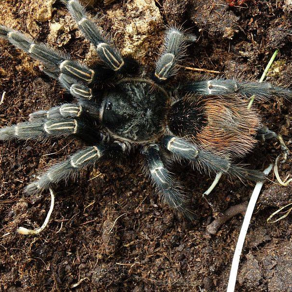 Tarantulas